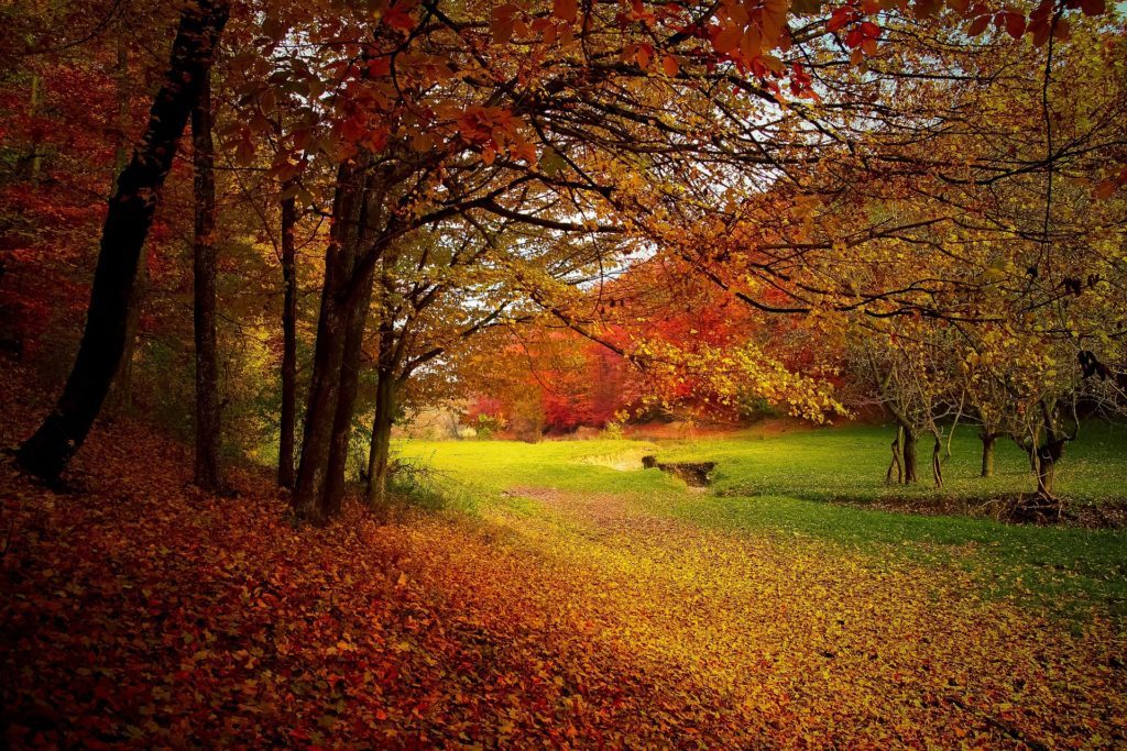 Herbstblätter_(pixabay.com_Valiphotos)